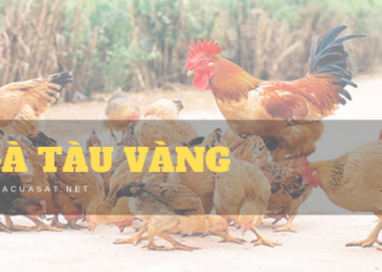 ga tau vang