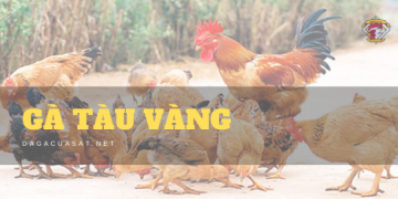 ga tau vang