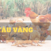 ga tau vang