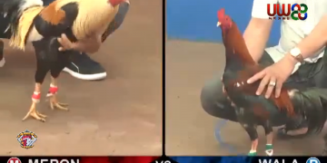 tran-ga-hay-hoi-hop-toi-tan-p90