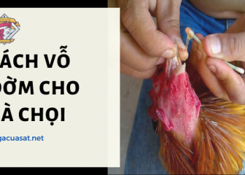Cách vỗ đờm cho gà chọi
