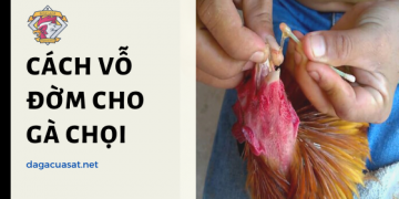 Cách vỗ đờm cho gà chọi