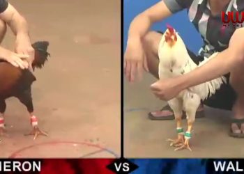 mat-mong-bom-dep-da-bo-re