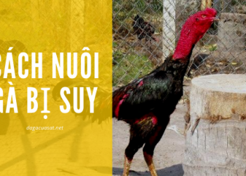 cach-nuoi-ga-bi-suy
