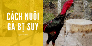 cach-nuoi-ga-bi-suy