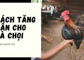 cach-tang-can-cho-ga-choi-1