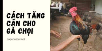 cach-tang-can-cho-ga-choi-1