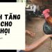 cach-tang-can-cho-ga-choi-1