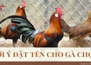 dat-ten-cho-ga-choi