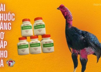 thuoc-tang-co-cho-ga