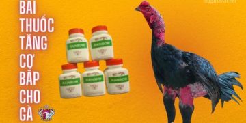 thuoc-tang-co-cho-ga