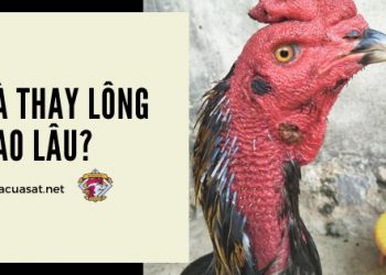 ga-choi-thay-long-bao-lau