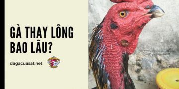 ga-choi-thay-long-bao-lau