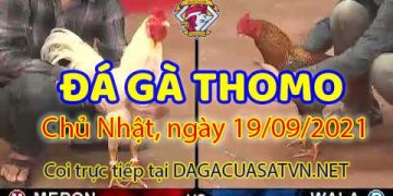 daga-T9-19