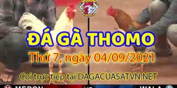 daga-T9-4