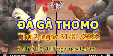 daga-t1-31