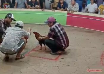 truong-ga-moc-bai (4)