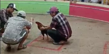 truong-ga-moc-bai (4)