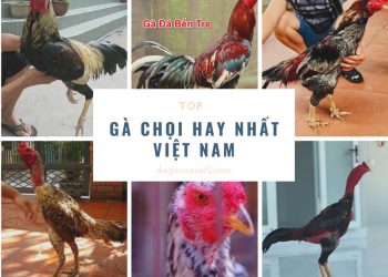 dòng gà chọi hay nhất việt nam