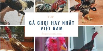 dòng gà chọi hay nhất việt nam