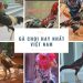 dòng gà chọi hay nhất việt nam