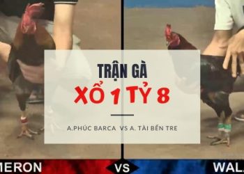 tran ga xo 1 ty 8 -2206