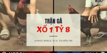tran ga xo 1 ty 8 -2206