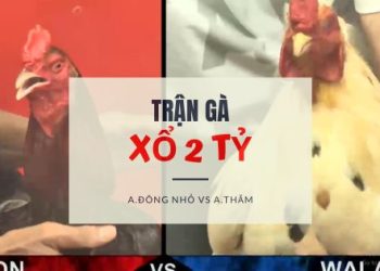 tran ga xo 2 ty -2406