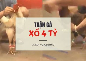 tran ga xo 4 ty -1706