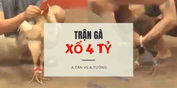 tran ga xo 4 ty -1706