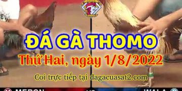xem da ga trực tiếp thang 8 (1)