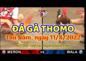 truc tiep da ga thang 8 (11)