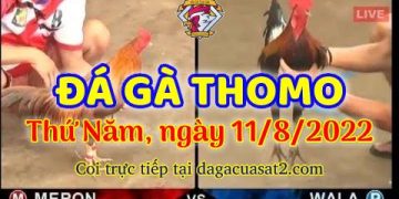 truc tiep da ga thang 8 (11)