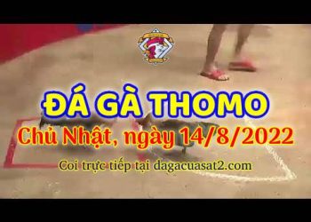 xem da ga truc tiep thang 8 (14)