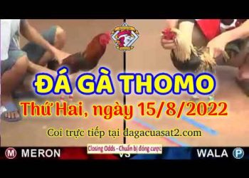 truc tiep da ga thang 8 (15)