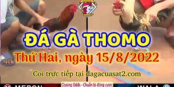 truc tiep da ga thang 8 (15)