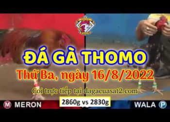 xem da ga trực tuyến thang 8 (16)