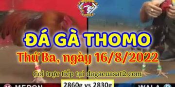 xem da ga trực tuyến thang 8 (16)