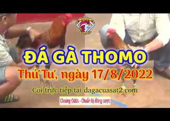 xem da ga trực tuyến 8 (17)