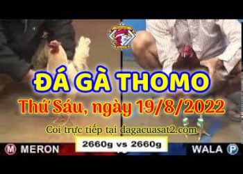 live trực tiêp sda ga thang 8 (19)