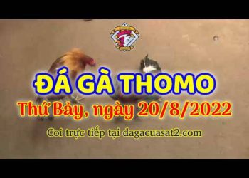 xem live trực tiêp sda ga thang 8 (20)