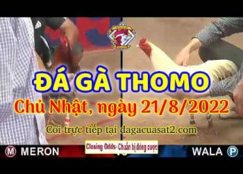xem da ga live trực tiêp s thang 8 (21)