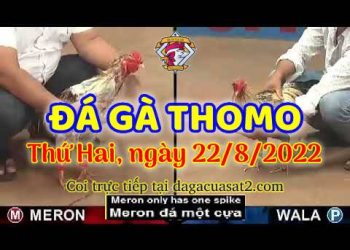 live trực tiếp xem da ga thang 8 (22)