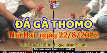 live trực tiếp xem da ga thang 8 (22)