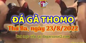 xem da ga online thang 8 (23)