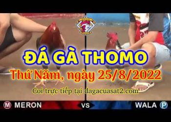 xem da ga trực tiếp thomo thang 8 (25)