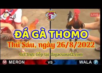Thomo da ga trực tiếp thang 8 (26)