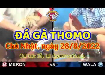 xem da ga trực tuyến ở Cam thang 8 (28)