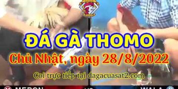 xem da ga trực tuyến ở Cam thang 8 (28)