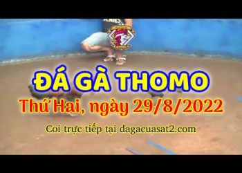 xem da ga Cam thang 8 (29)
